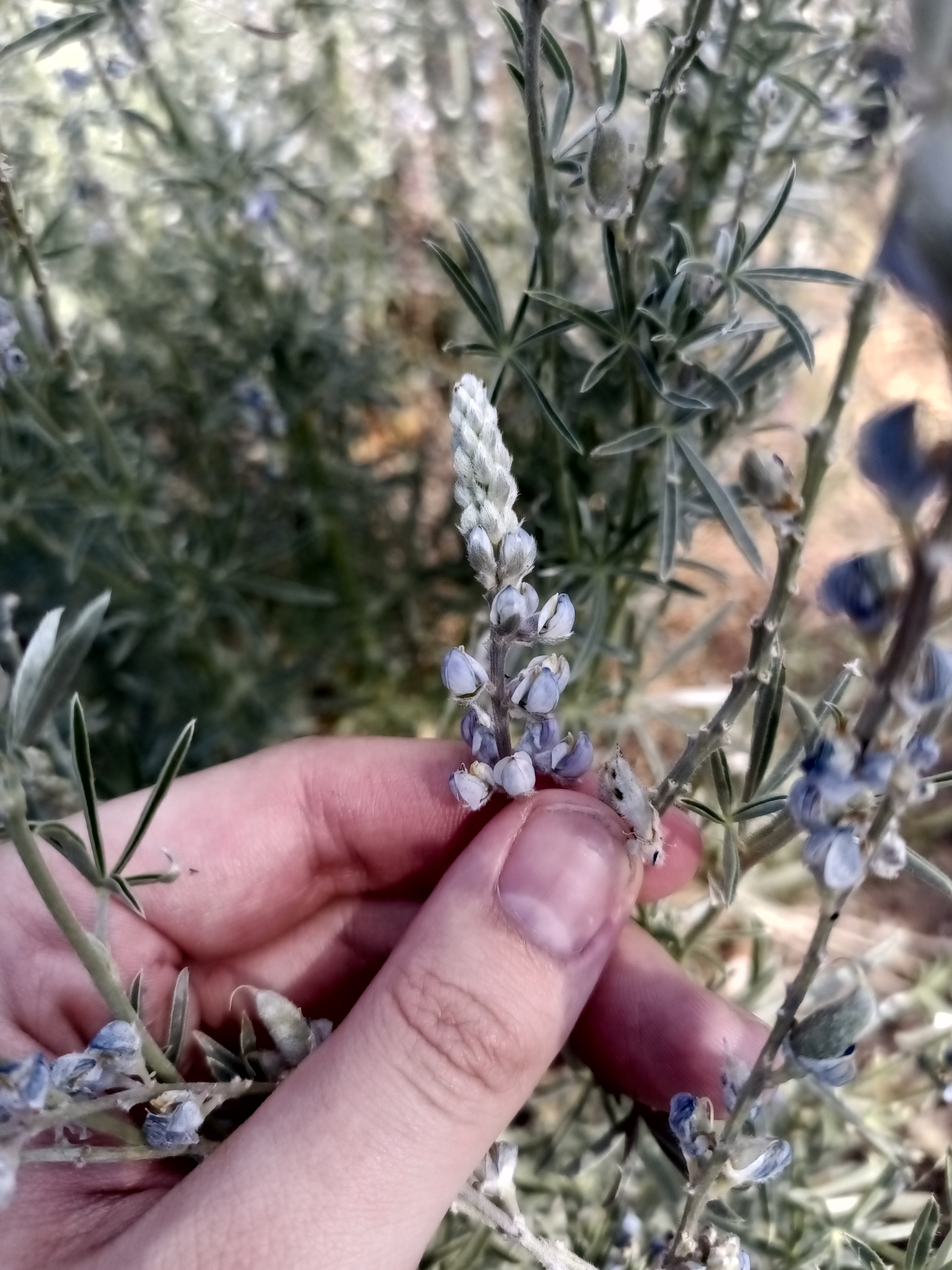 Lupinus meionanthus, a skinny purple lupine with thin silvery leaflets.