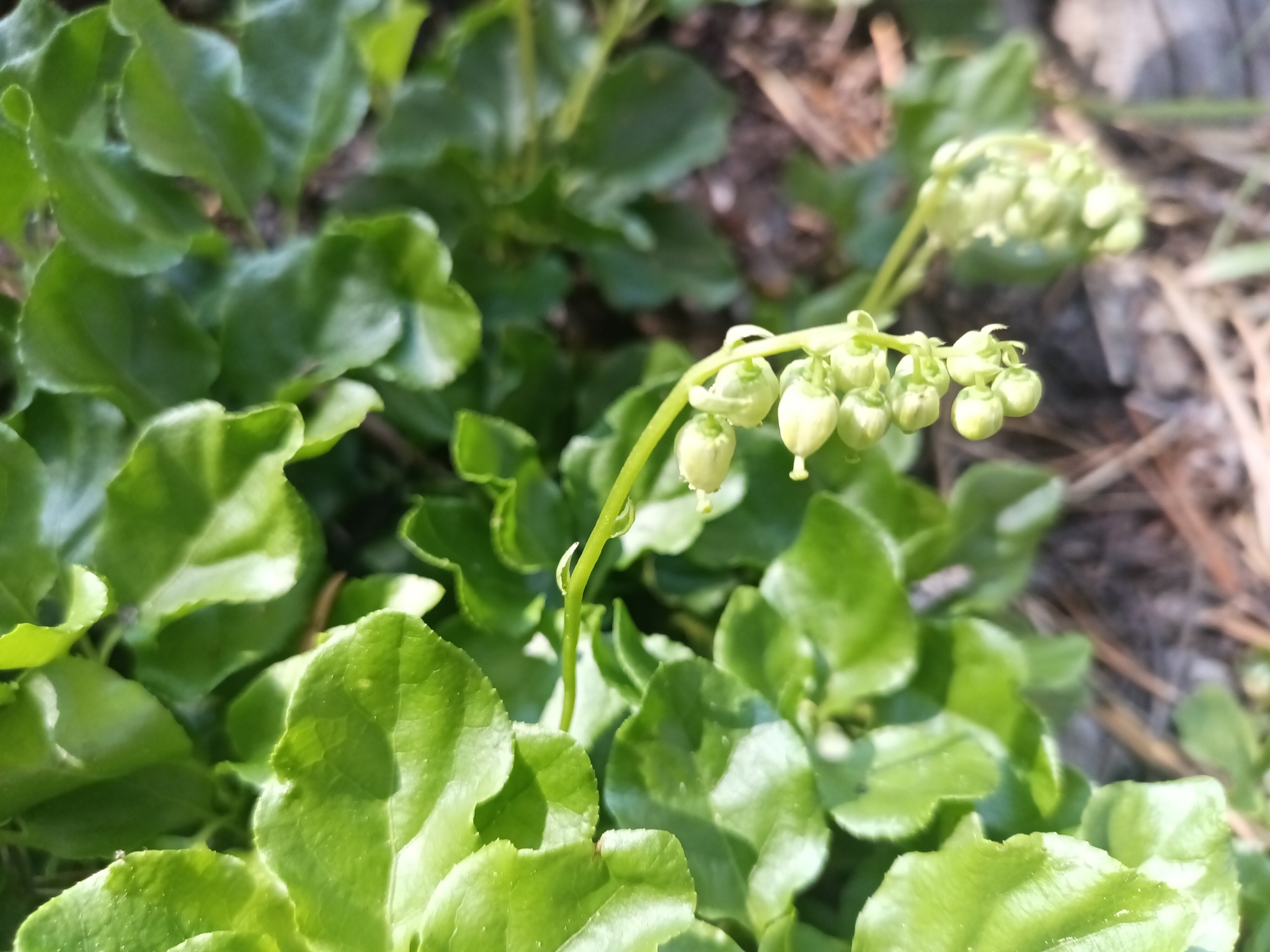 Orthilia secunda, a tiny wintergreen plant with bright green leaves and a drooping cyme of white-green bell shaped flowers.