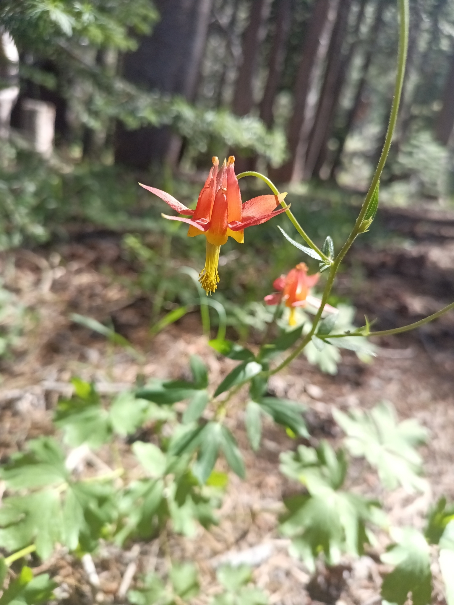 Aquilegia formosa, a red and yellow columbine flower with long spurs and dangling yellow stamens.