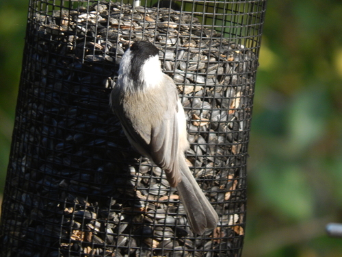 Carolina Chickadee photographed in Ohio