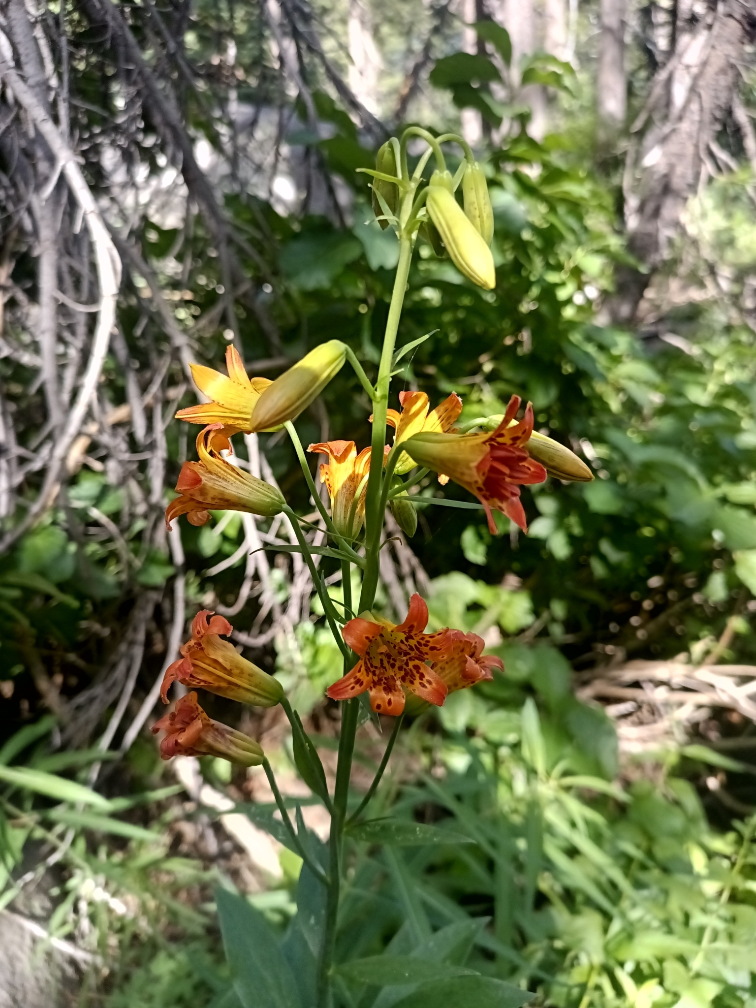Lilium parvum, a bright orange spotted tiger lily with many flowers attached to a branching stem.