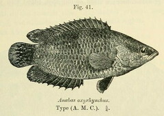 Marbled Climbing Perch photo 2