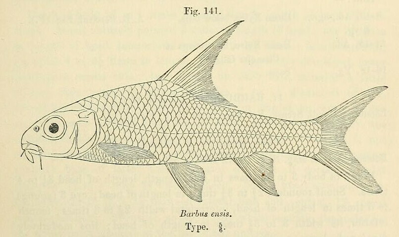 Labeobarbus ensis