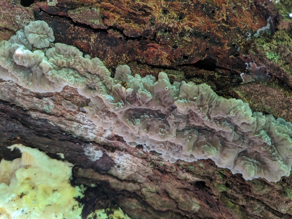 Tremellochaete