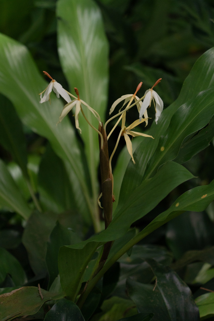 Hedychium hasseltii