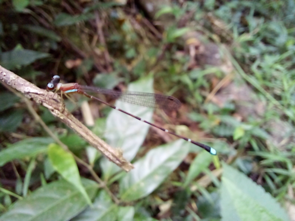 Ceylonosticta from Laggala-Pallegama, LK-MT, LK on July 21, 2024 at 08: ...