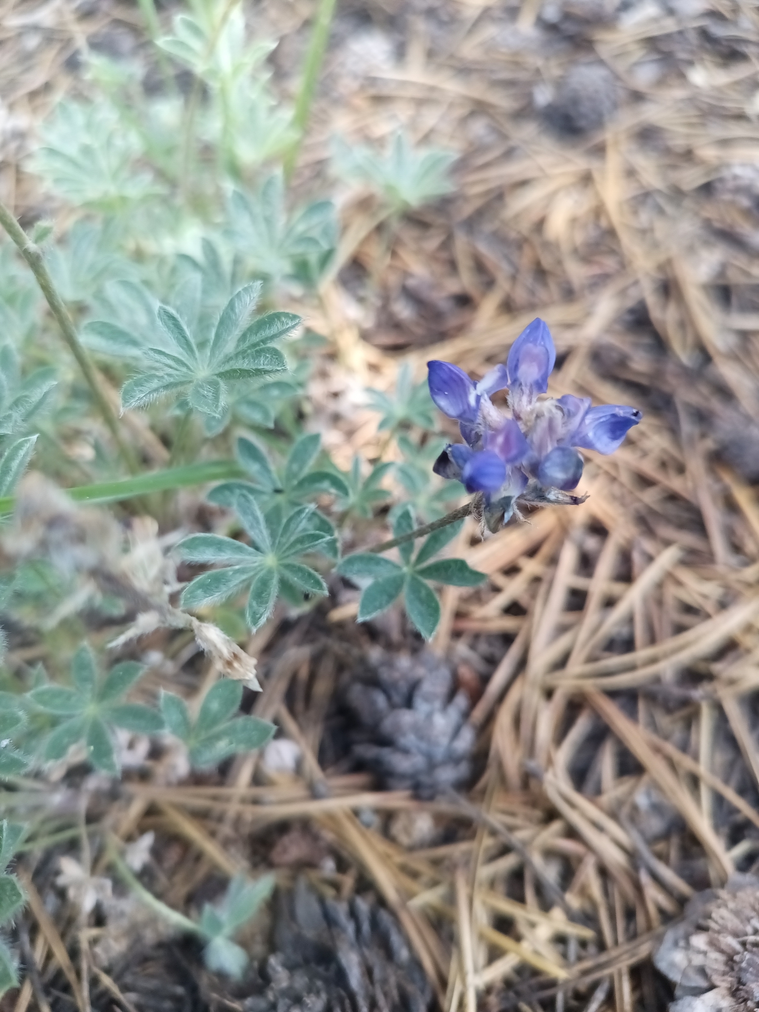 Lupinus brewerii, a small purple lupine with fuzzy silver leaflets.