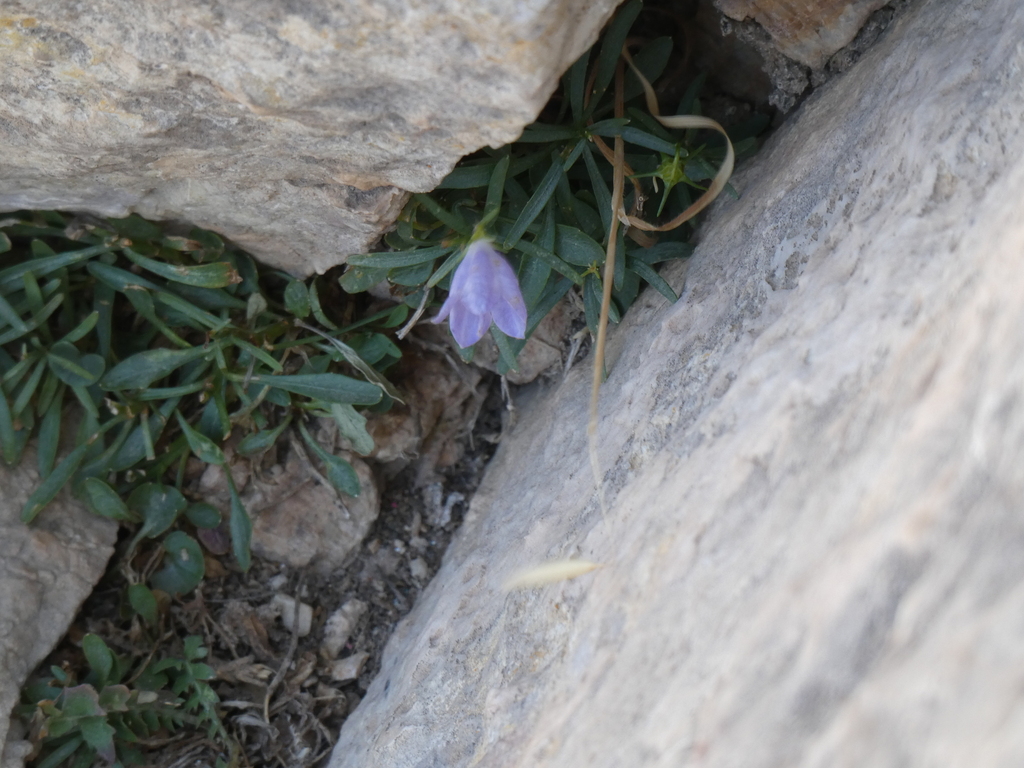 Campanula forsythii