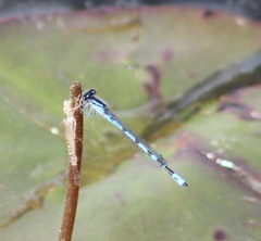 Enallagma laterale