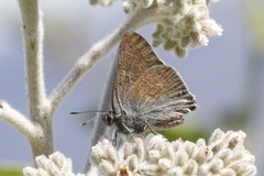 Satyrium tetra