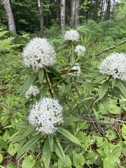 Rhododendron tolmachevii