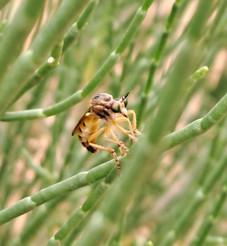 Saropogon pittoproctus