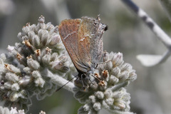 Satyrium tetra