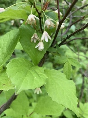 Schisandra chinensis