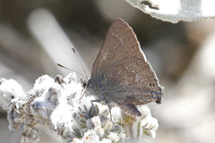 Satyrium tetra
