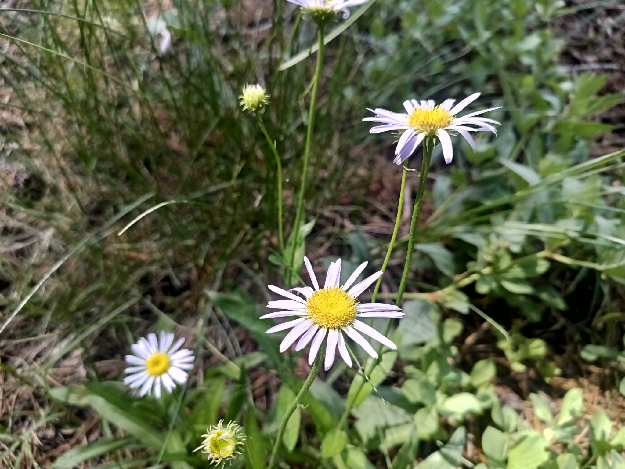 A fleabane in the Erigeron genus, a light purple daisy-like flower with a yellow center.