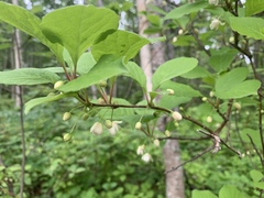 Schisandra chinensis