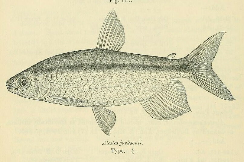 Brachyalestes jacksonii