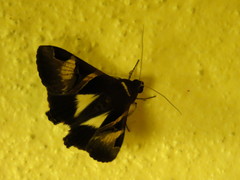 Melipotis fasciolaris