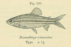 Three-Lined African Tetra photo 2