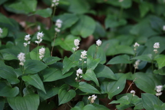 Maianthemum bifolium