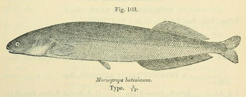 Mormyrops batesianus