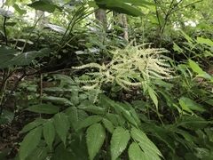 Aruncus