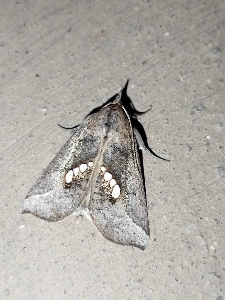 Hypsoropha baja