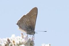 Satyrium tetra