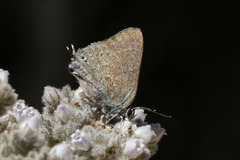 Satyrium tetra