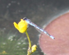 Enallagma laterale