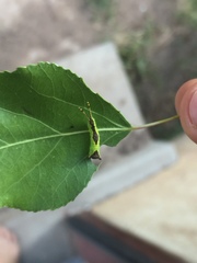 Furcula scolopendrina