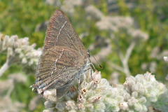 Satyrium tetra