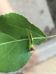 Furcula scolopendrina