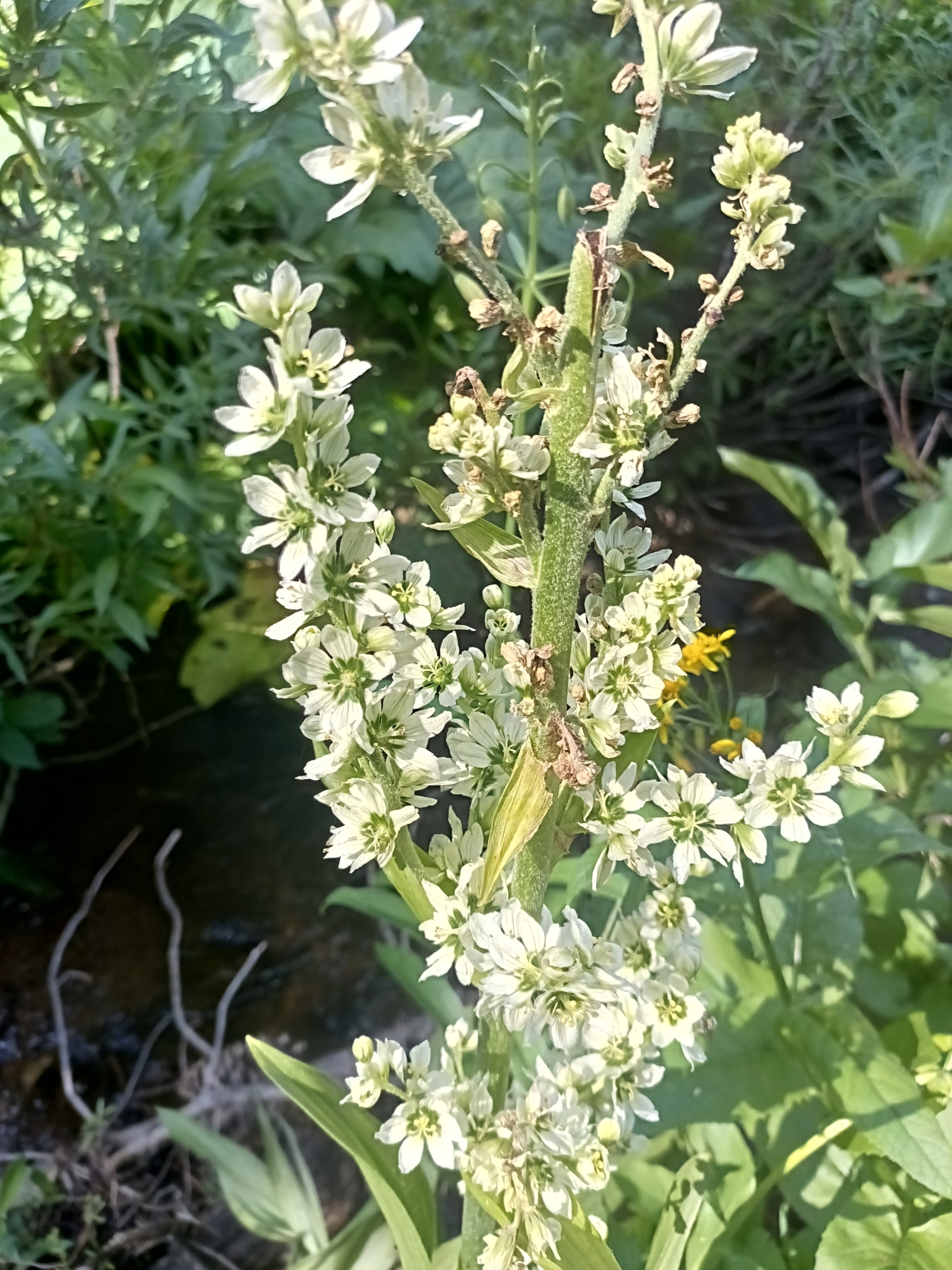 Veratrum californicum, many white-green flowers on a branching stem with broad, green leaves below.
