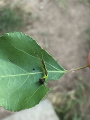 Furcula scolopendrina