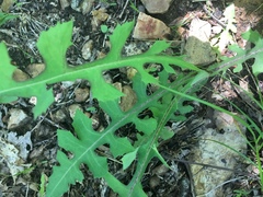 Lactuca hirsuta