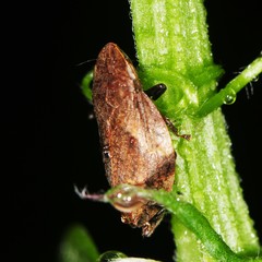 Lepyronia