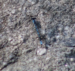 Enallagma laterale