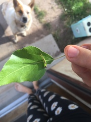 Furcula scolopendrina