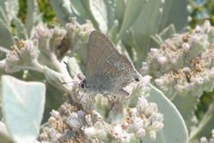 Satyrium tetra
