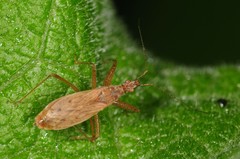 Nabis rufusculus