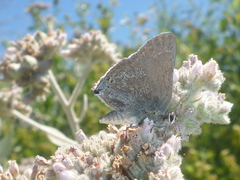 Satyrium tetra