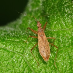 Nabis rufusculus