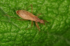 Nabis rufusculus