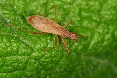 Nabis rufusculus