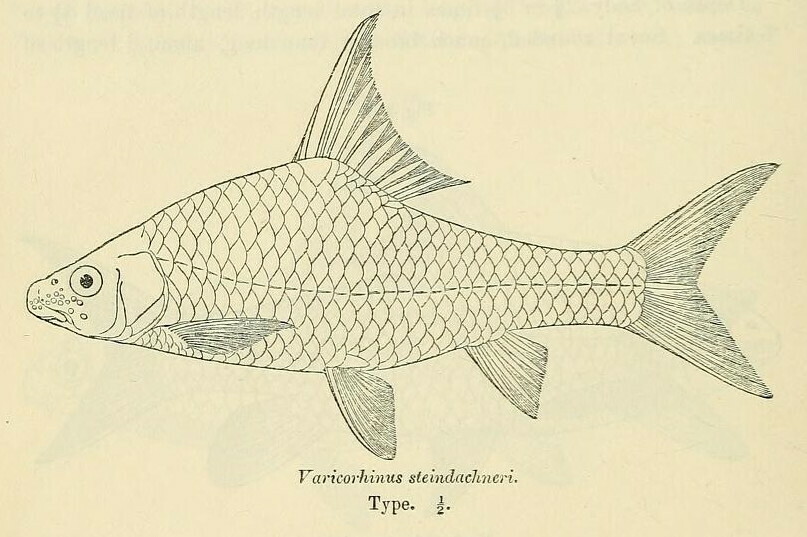 Labeobarbus steindachneri