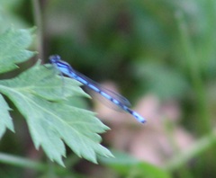 Enallagma laterale