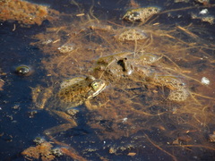 Rana pretiosa