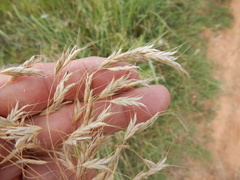 Bromus arvensis